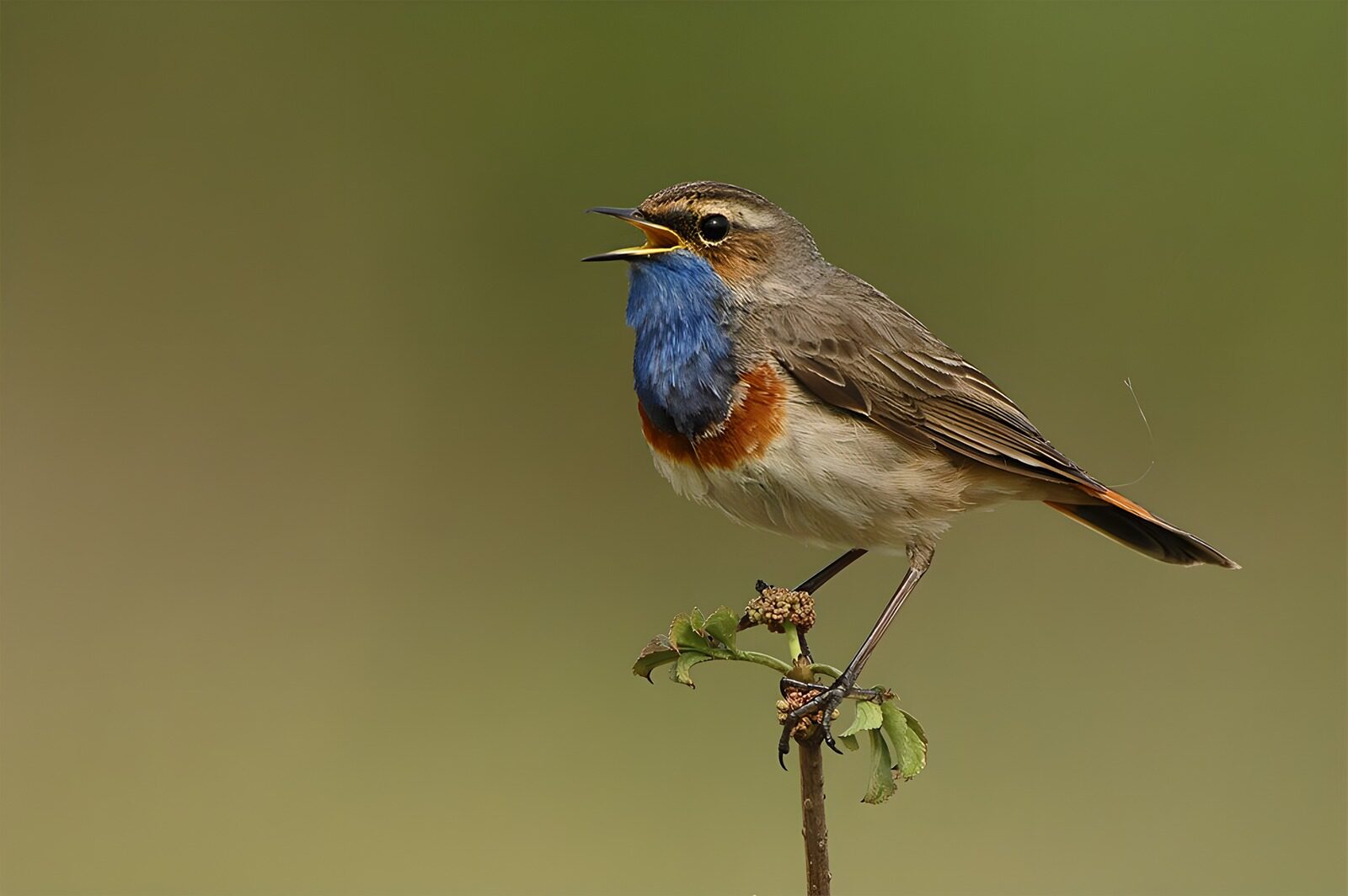 TPDE45483: Blaukehlchen auf einem Stängel