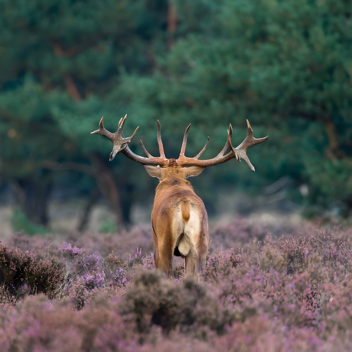 TPDE63830: Rotwild in blühender Heide