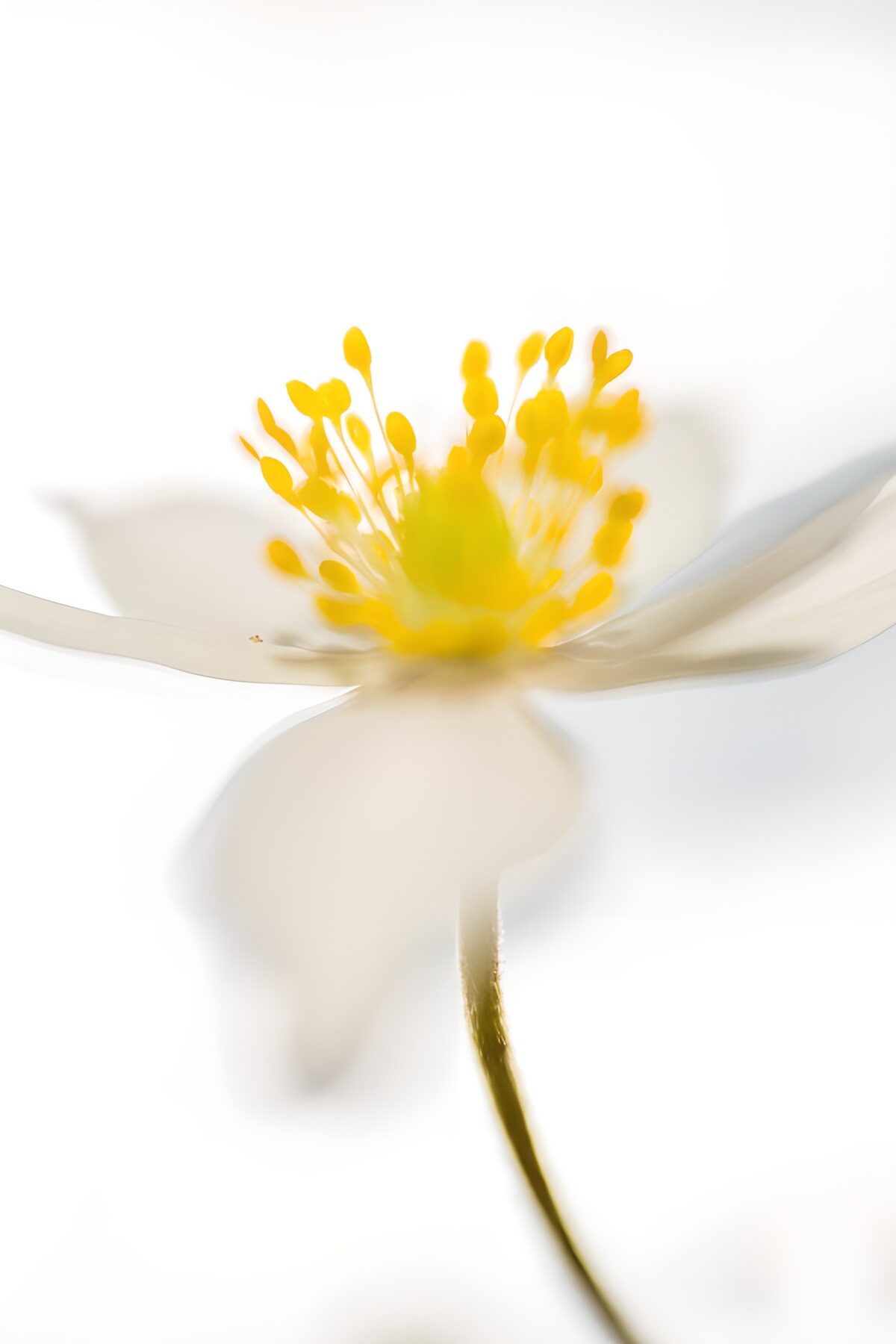 Zarte Blüte in sanftem Licht