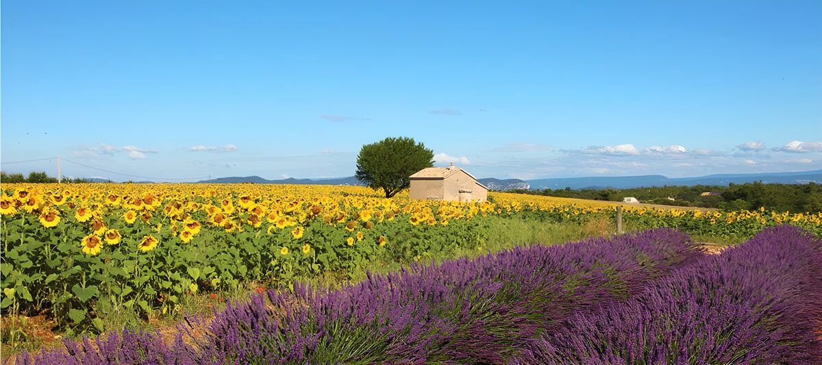 TPDE39177: Panoramablick auf ein kleines Haus, Sonnenblumen und Lavendel