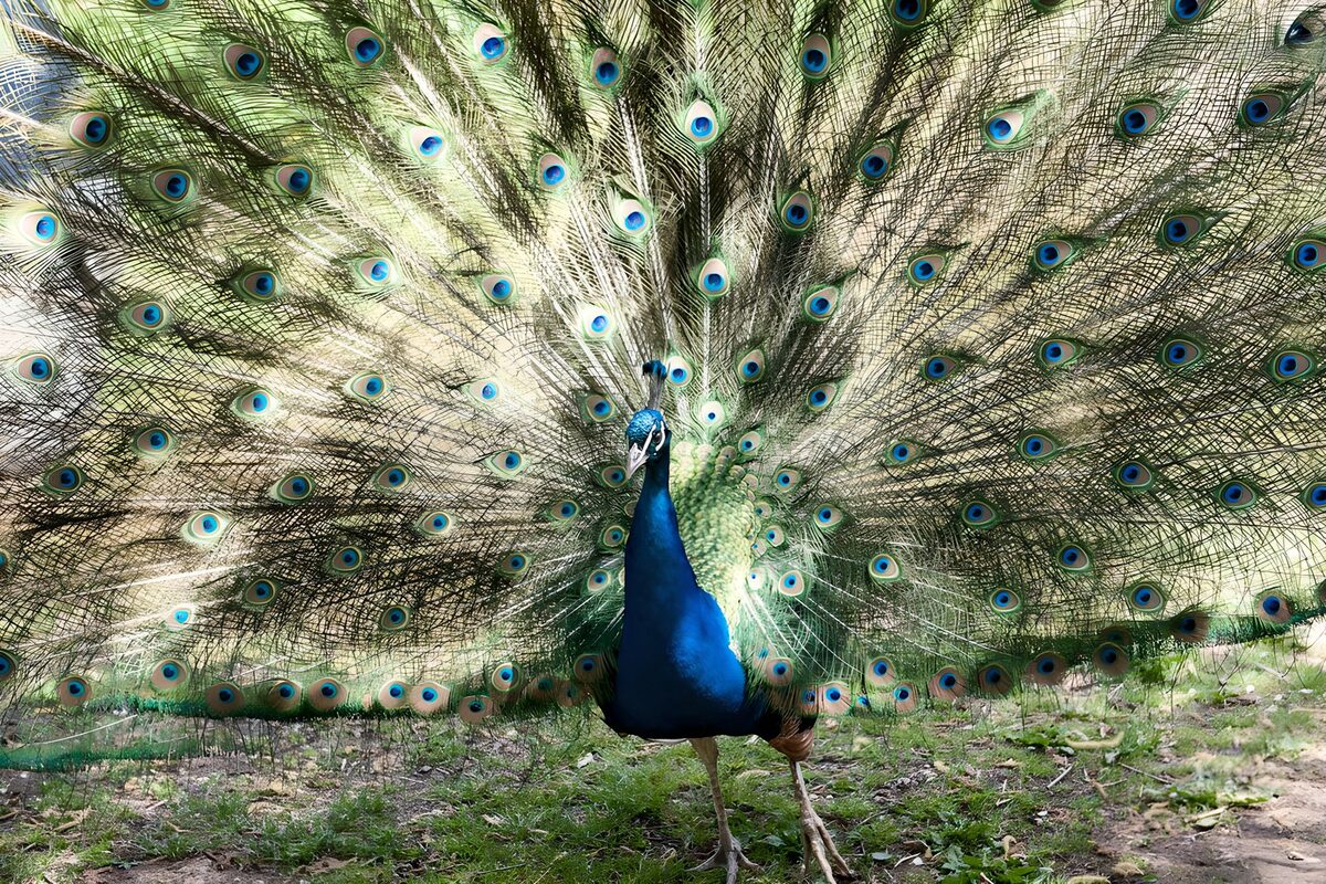 blauer Pfau mit gefächerten Schwanzfedern