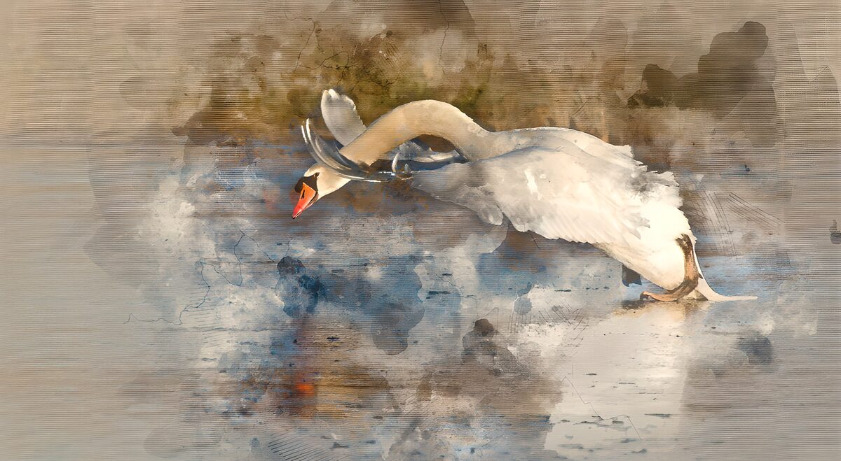 TPDE70037: Eleganter Schwan im Anflug