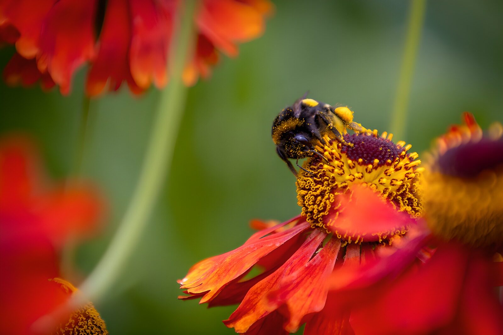 TPDE88926: Nahaufnahme: Hummel im Sommer