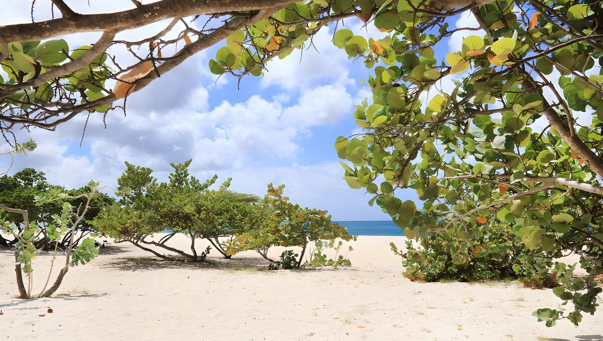 TPDE26812: Tropischer Strandblick mit grünem Laub