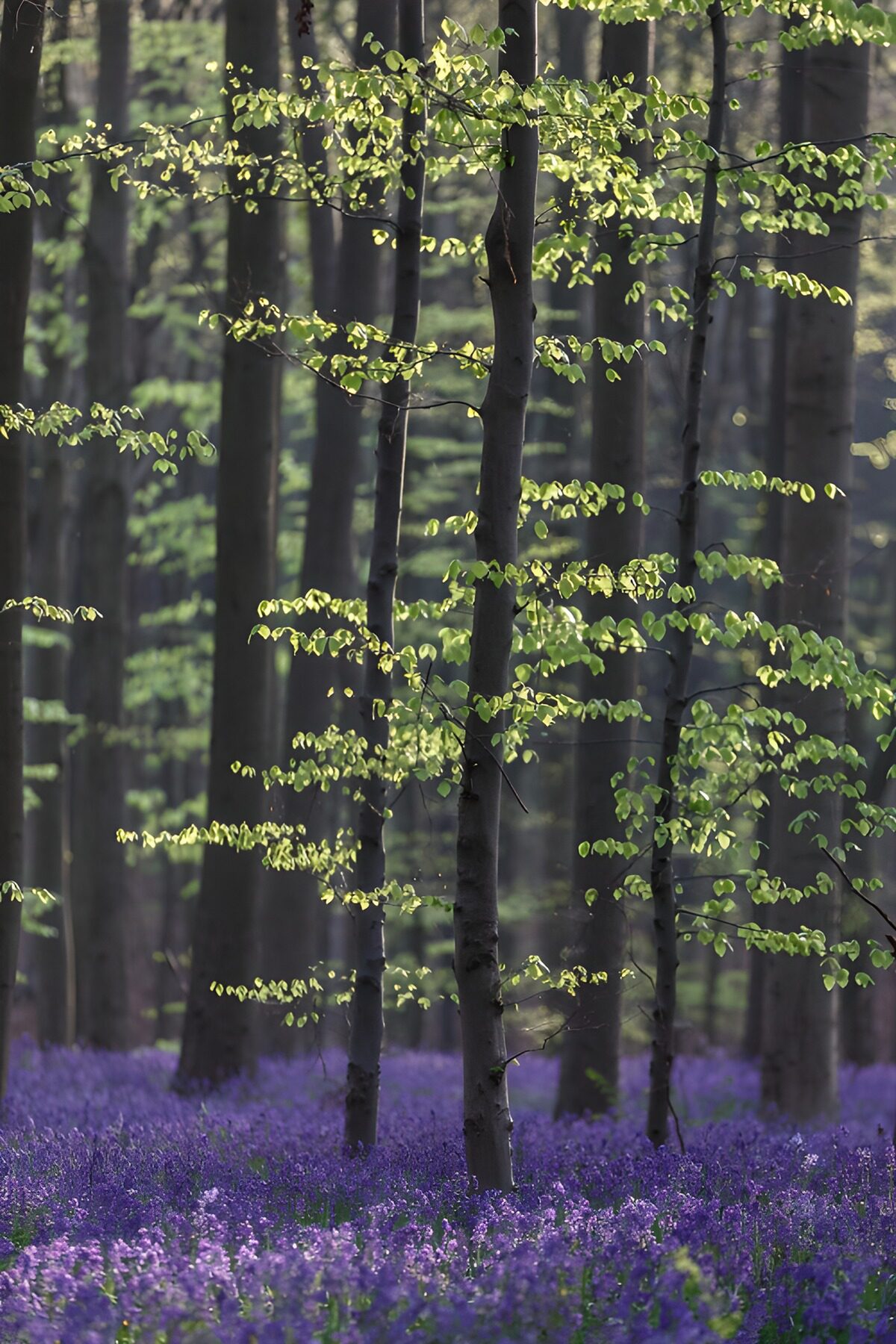 TPDE35591: Blühender Wald mit blauen Blumen