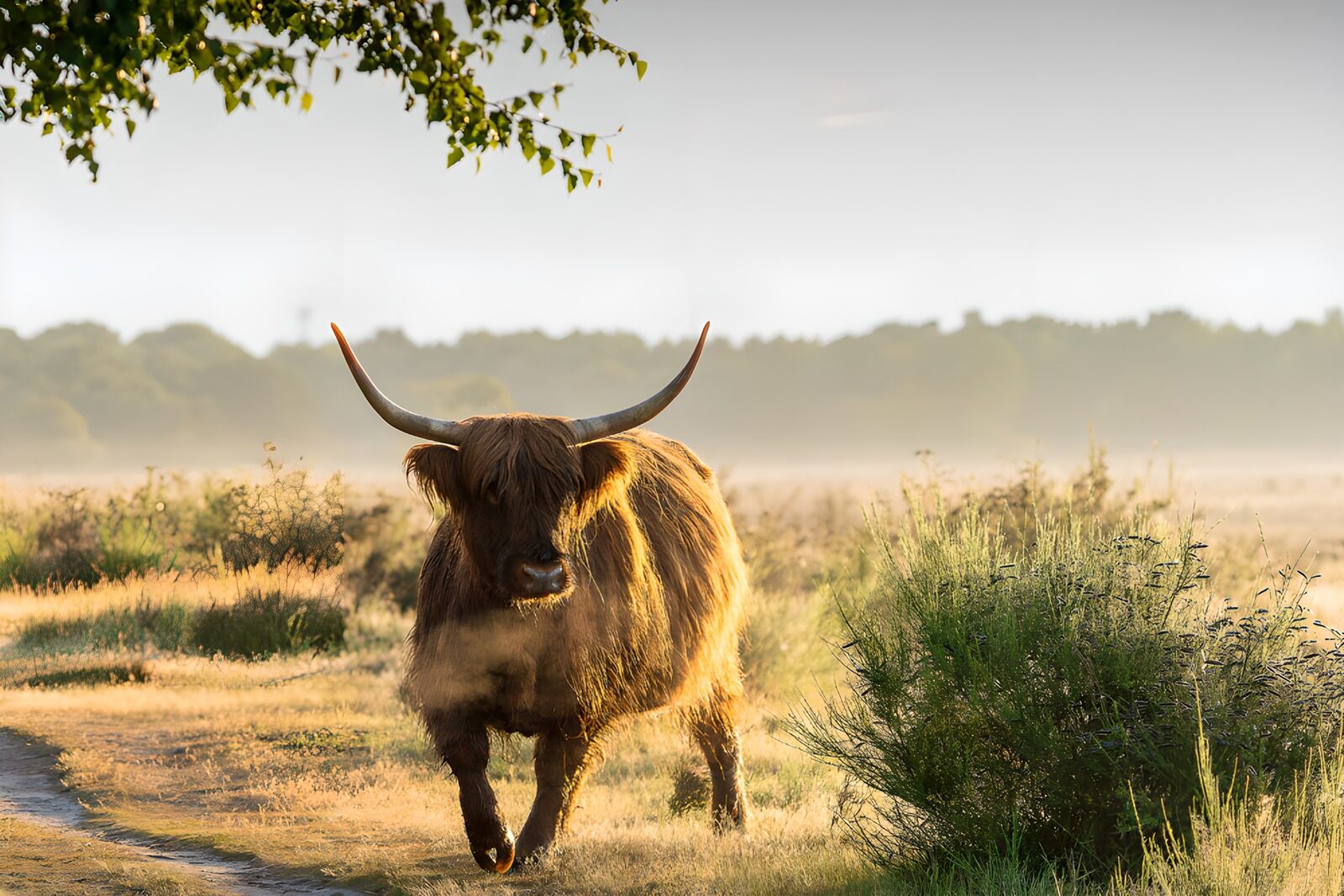 TPDE38056: Highland-Rind in der Morgenstimmung