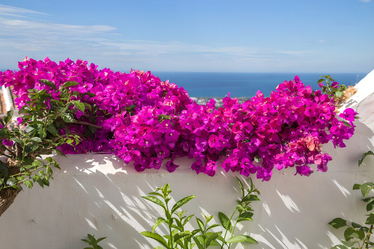 Bougainvillea mit Meerblick