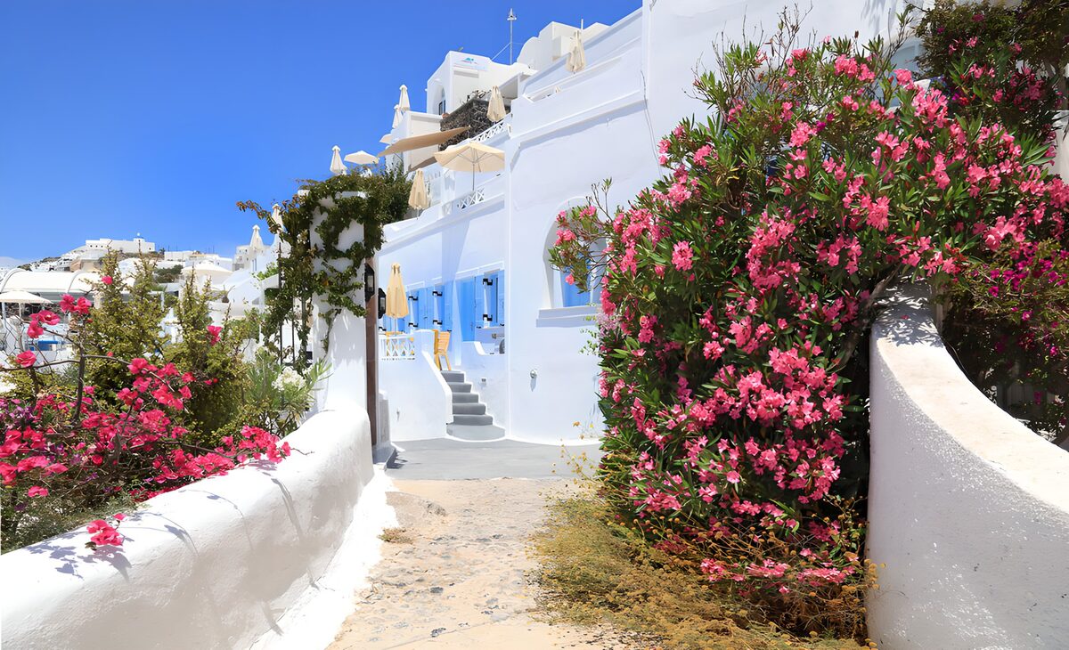 Florale Schönheit in Santorin