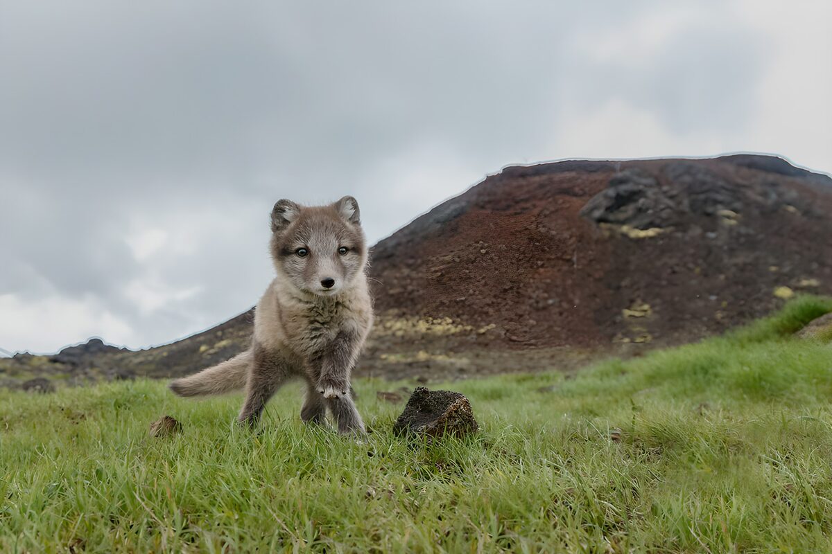 TPDE50532: Islandischer Polarwolf auf grüner Wiese