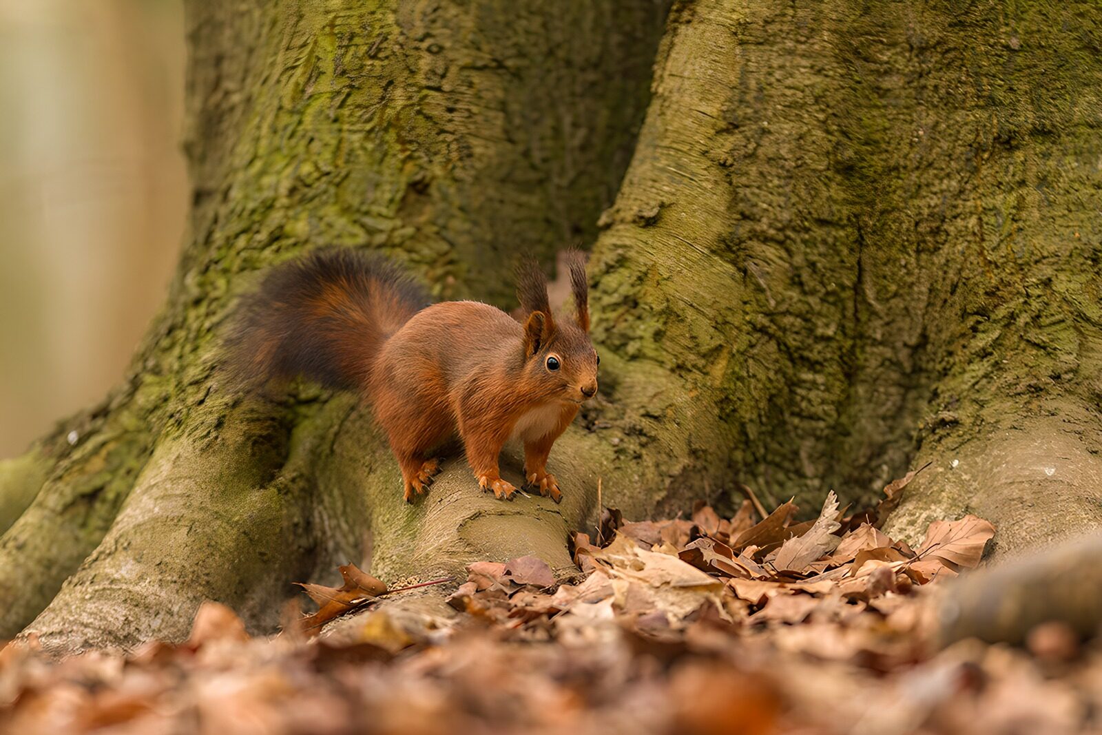TPDE20559: Eichhörnchen im Wald