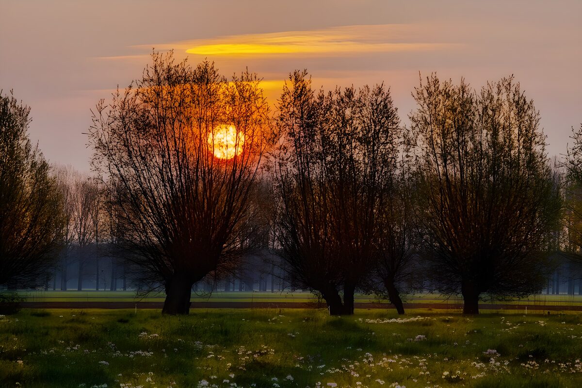 TPDE44194: Kopfweiden im Herbst bei Sonnenuntergang