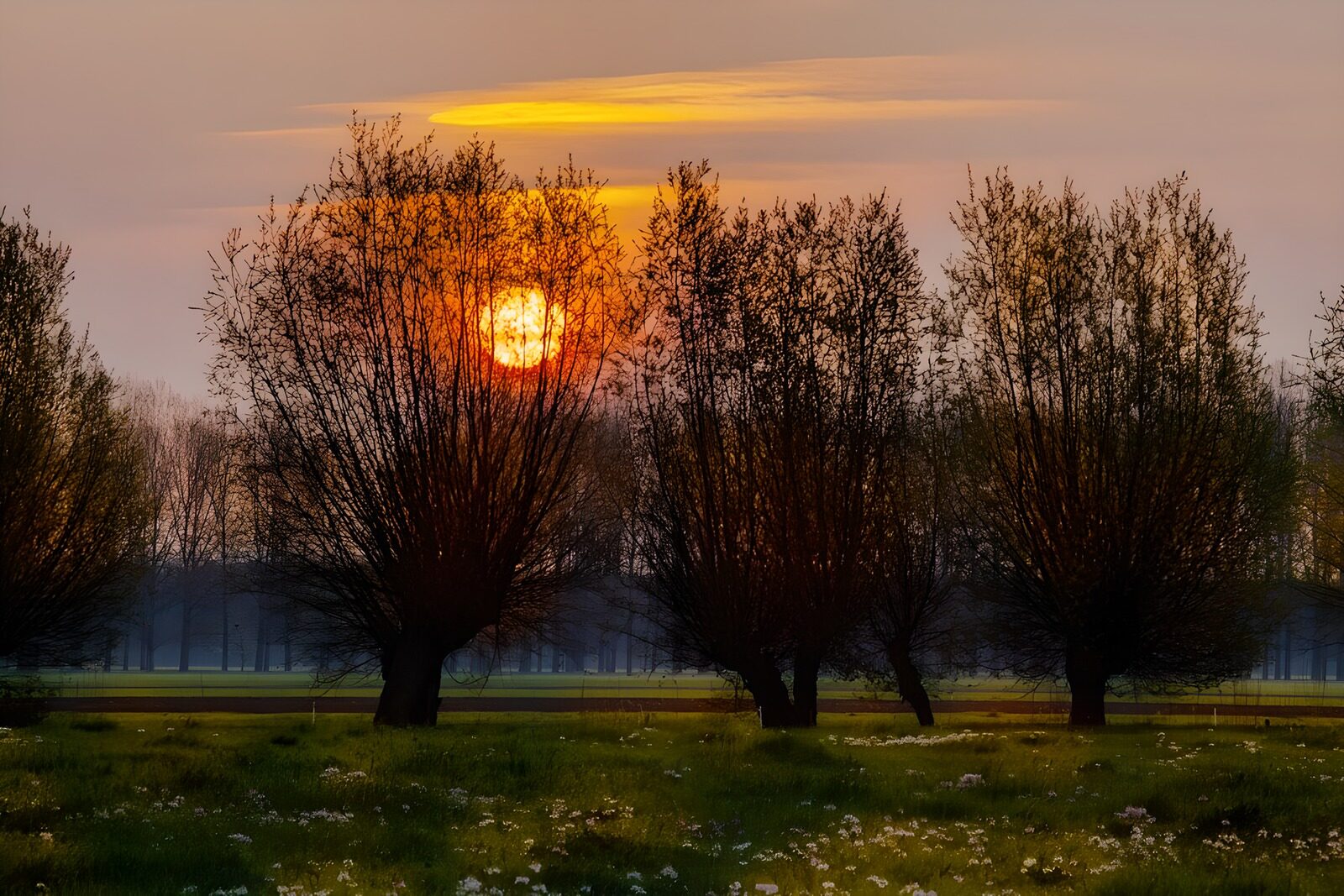 TPDE44194: Kopfweiden im Herbst bei Sonnenuntergang