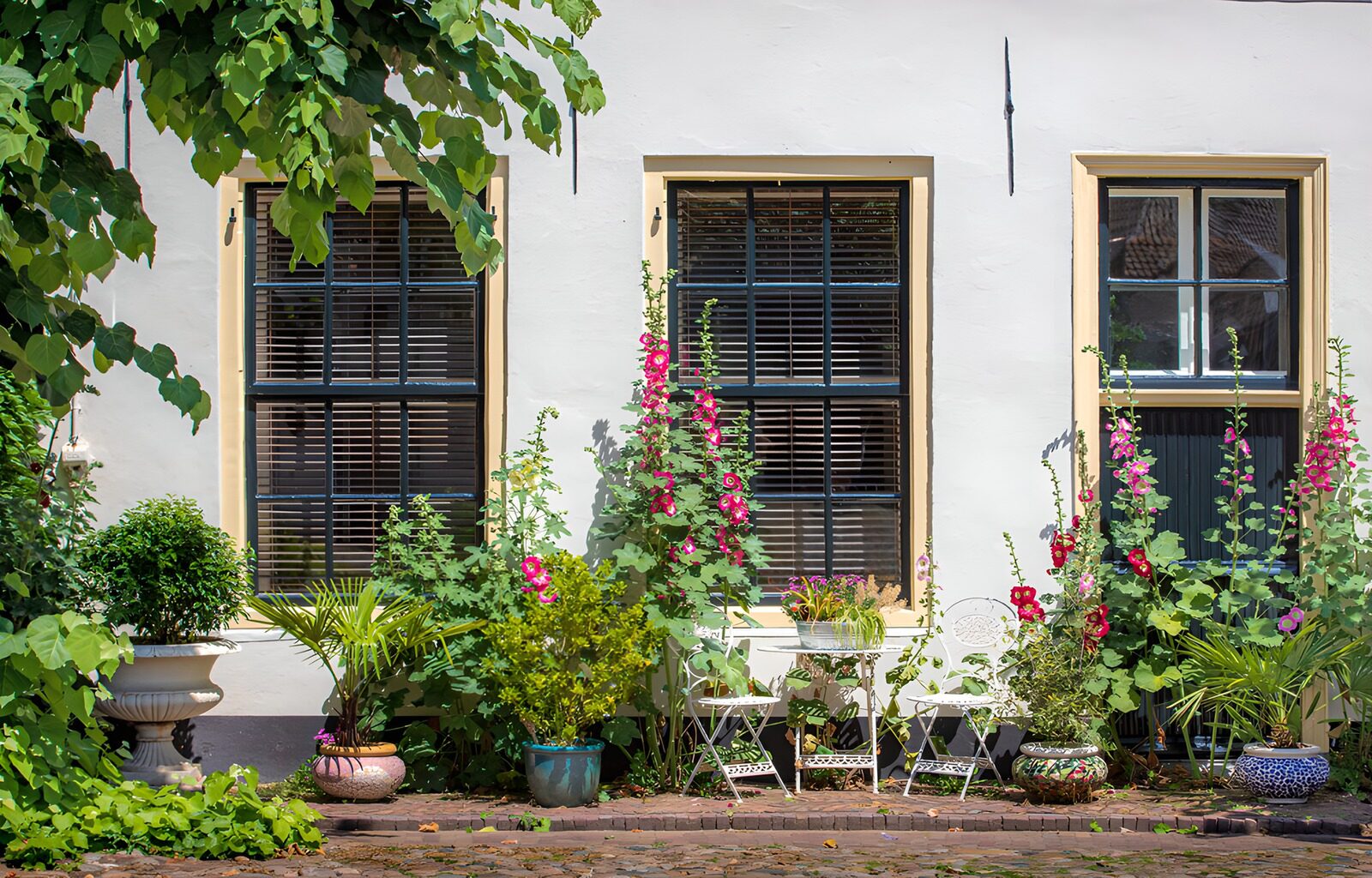 TPDE69001: Blühende Fensterfront in der Sonne