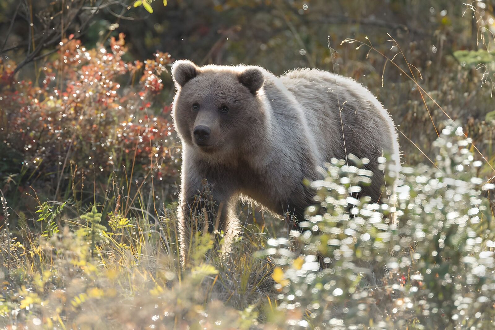 TPDE86613: Jungbär im Sonnenlicht