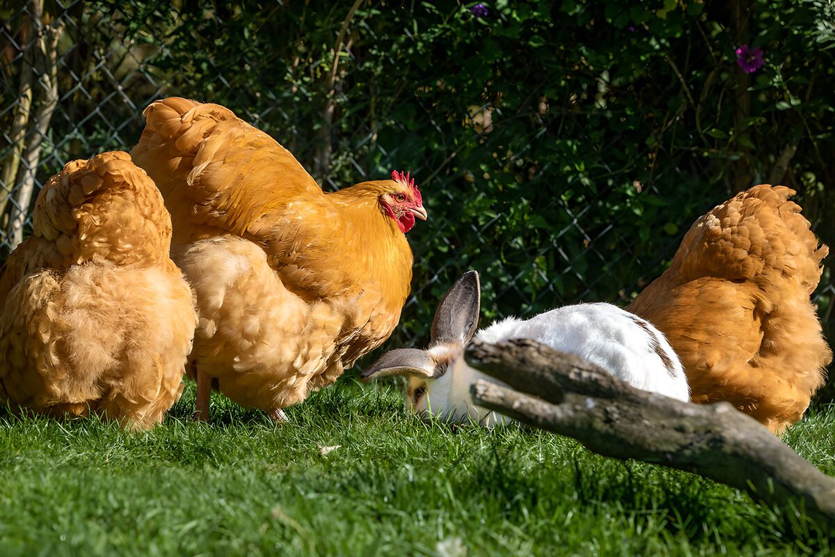 TPDE95945: Hühner und ein Kaninchen im grünen Gras