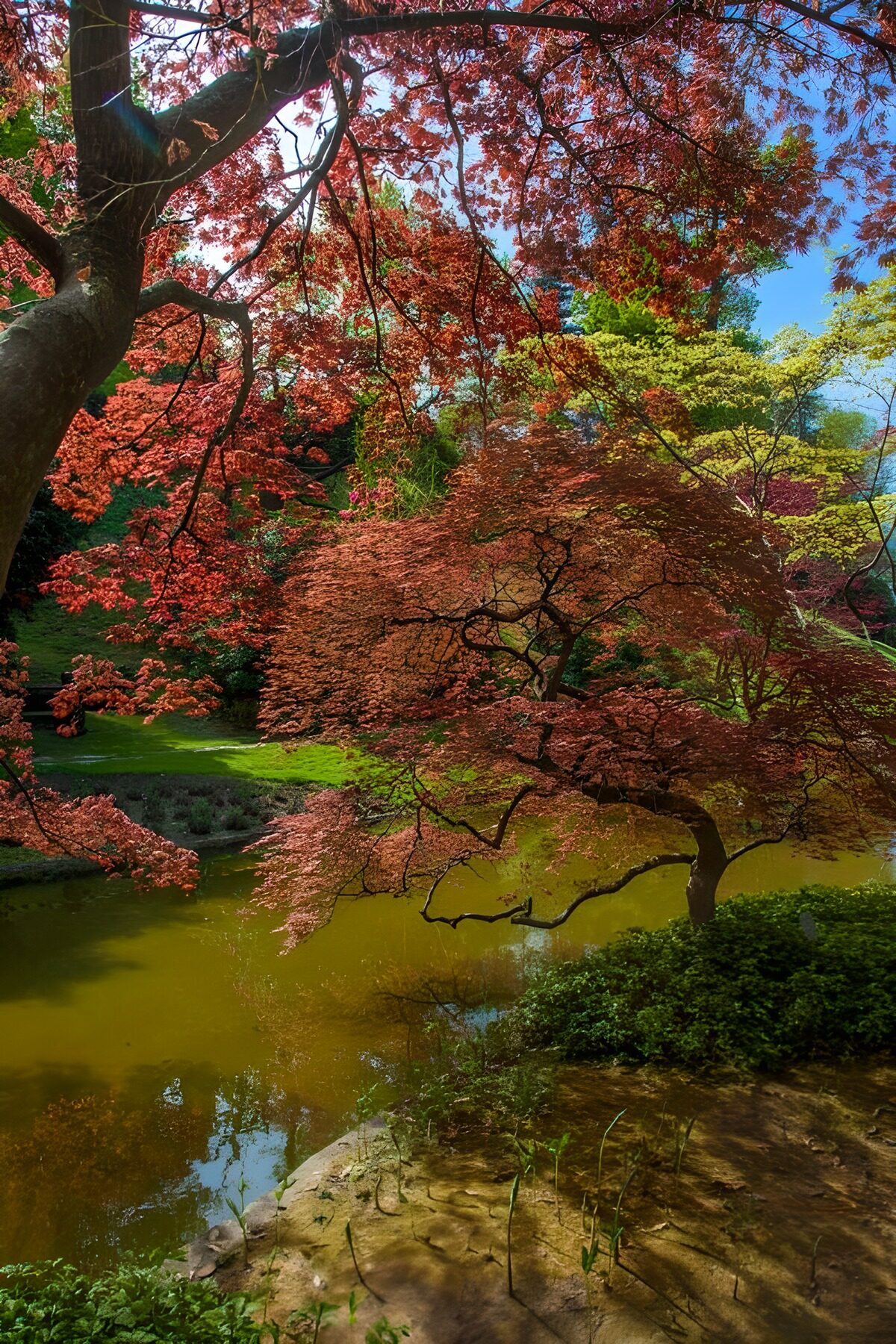 TPDE54652: Japanischer Garten mit Blick auf einen Teich