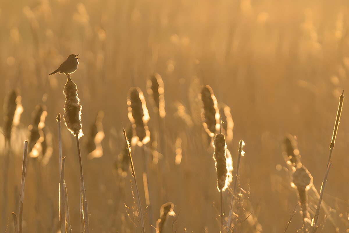 Vogel in der goldenen Stunde