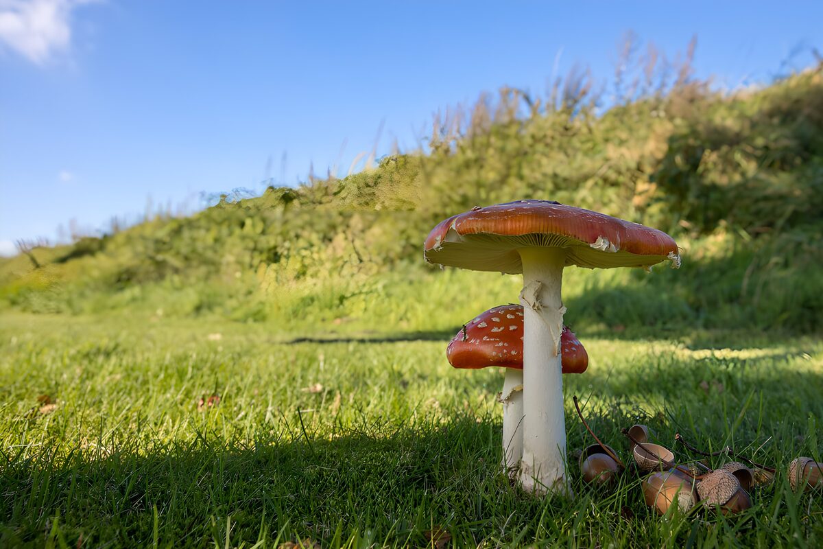 TPDE70921: Fliegenpilze im grünen Gras
