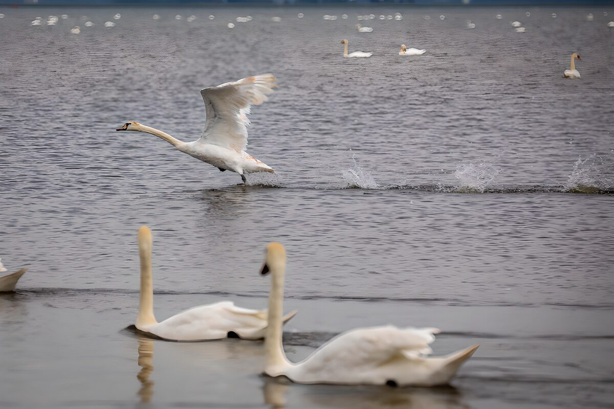 TPDE11905: Ausschreitender Schwan auf dem Wasser