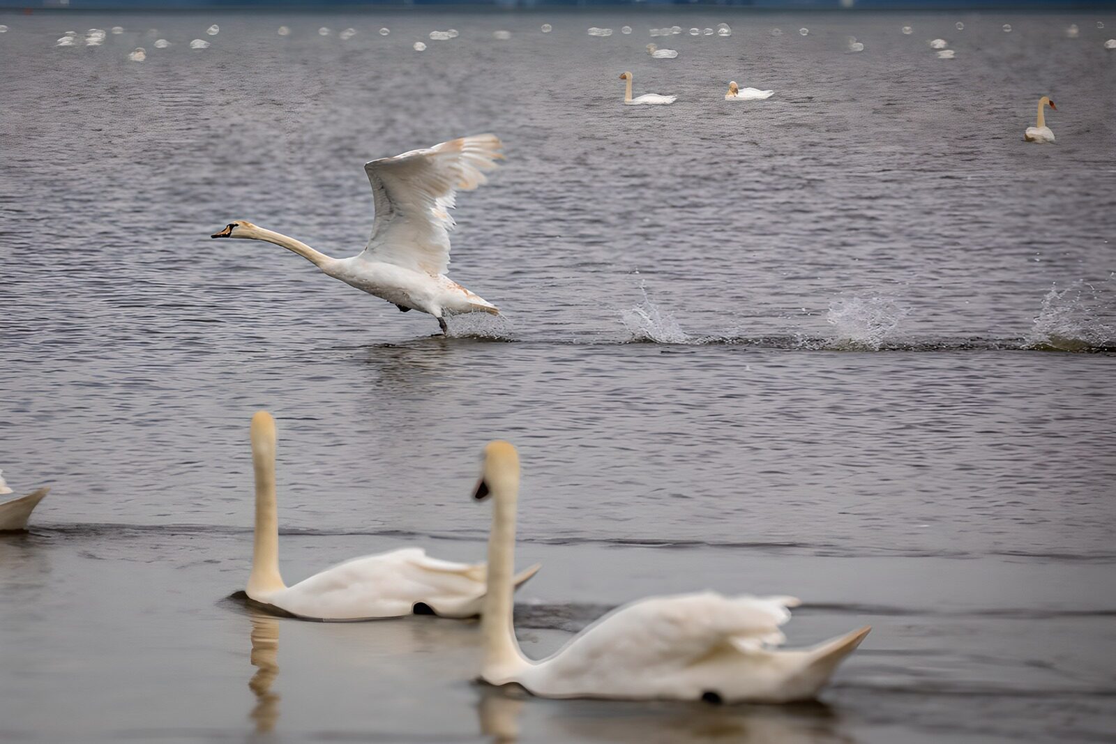 TPDE11905: Ausschreitender Schwan auf dem Wasser