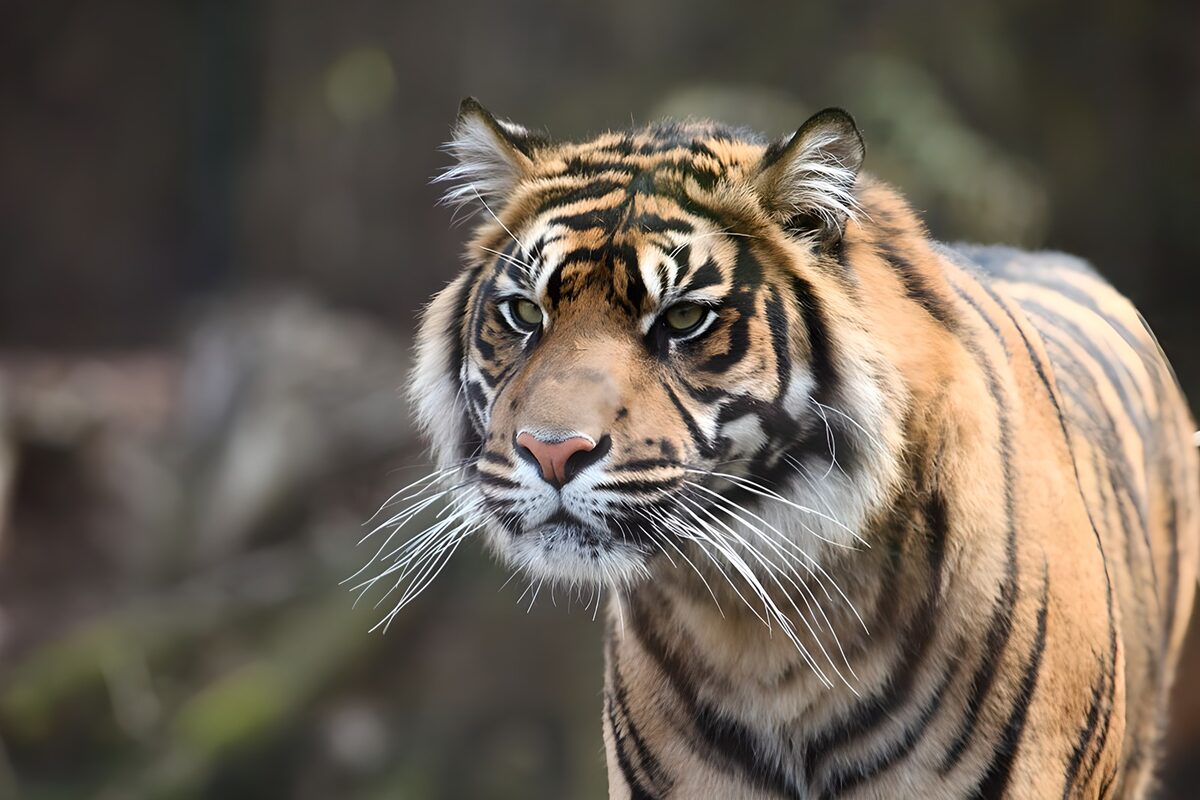 ein Tiger mit schöner Streifenzeichnung lauert auf eine Beute