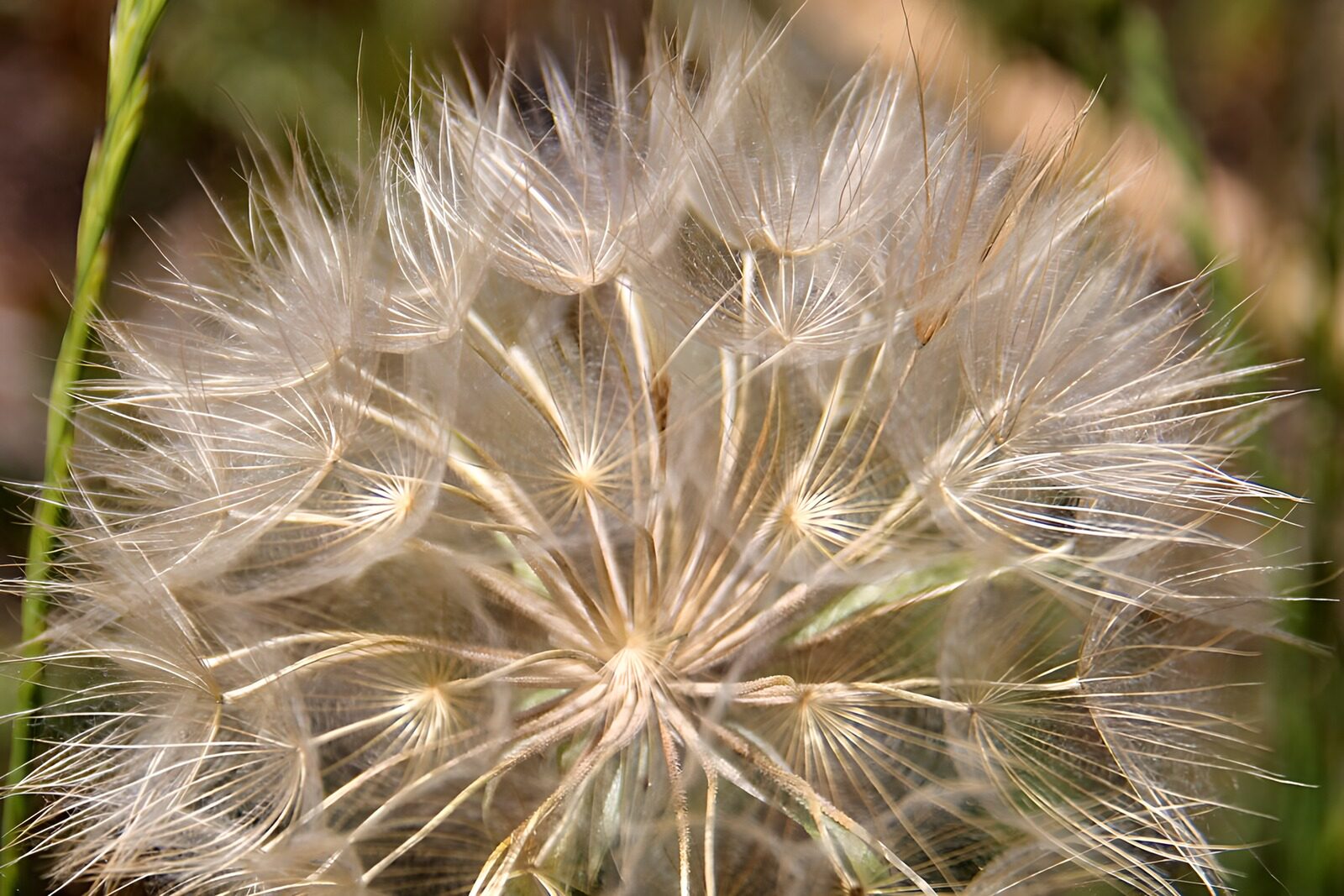 TPDE26468:  Flugsamen der Pusteblume ganz nah