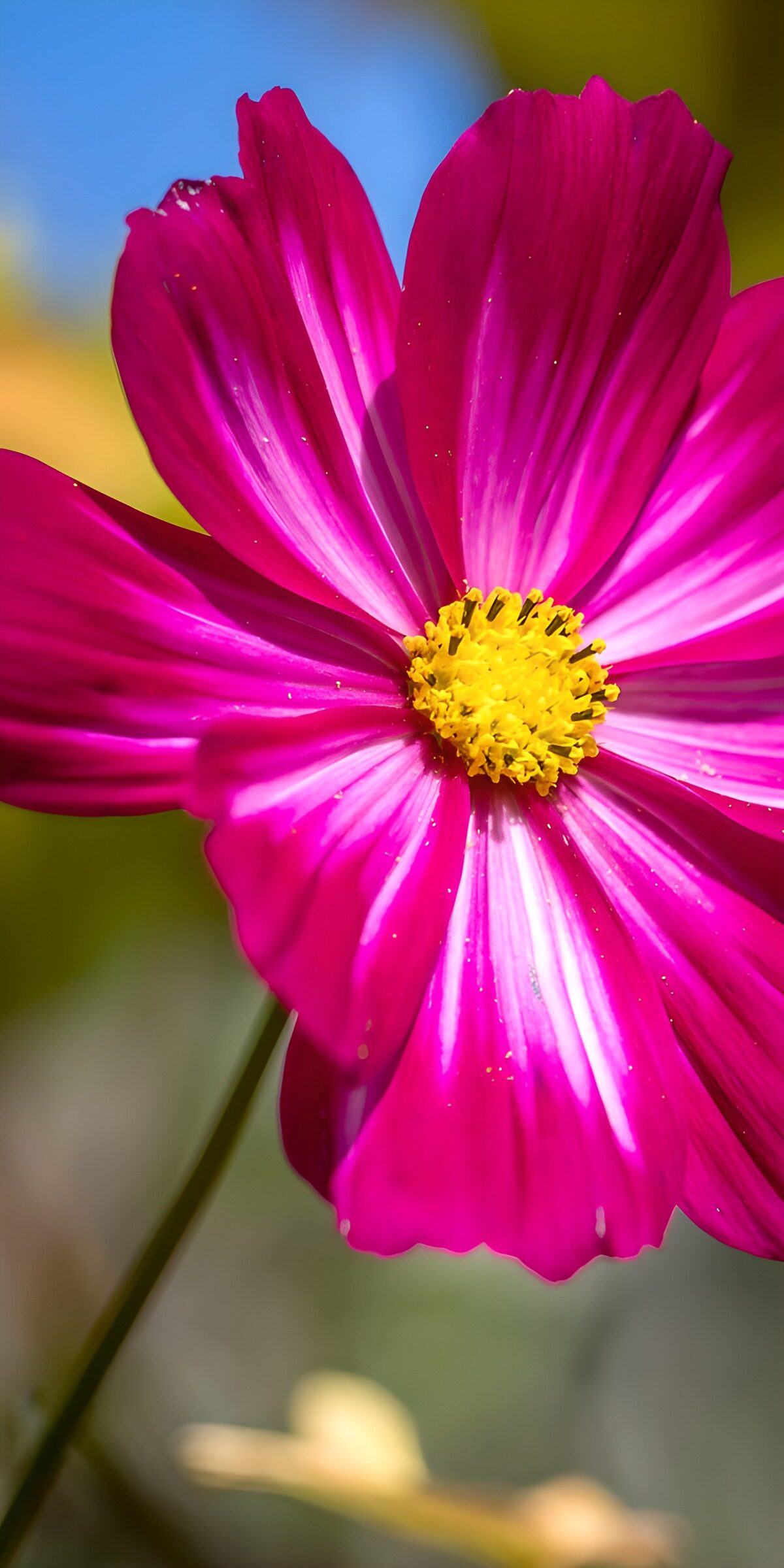 Leuchtende pinke Blüte in voller Blüte