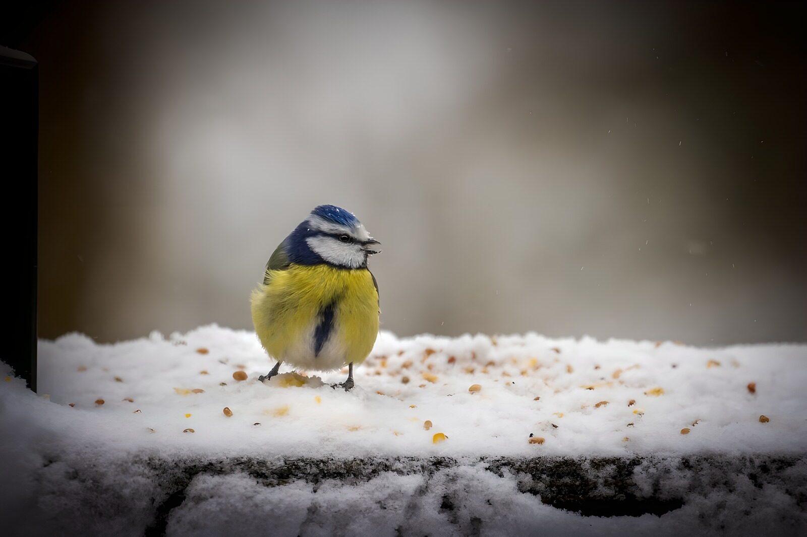 TPDE33884: Blaumeise im Winterland