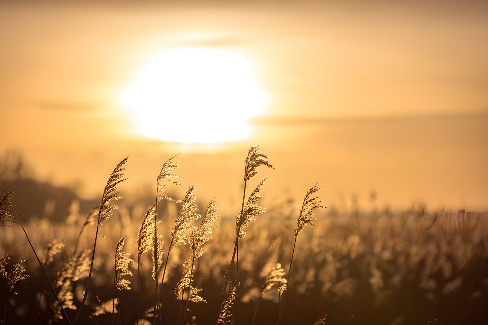 TPDE93148: Sonnenuntergang über dem Schilf