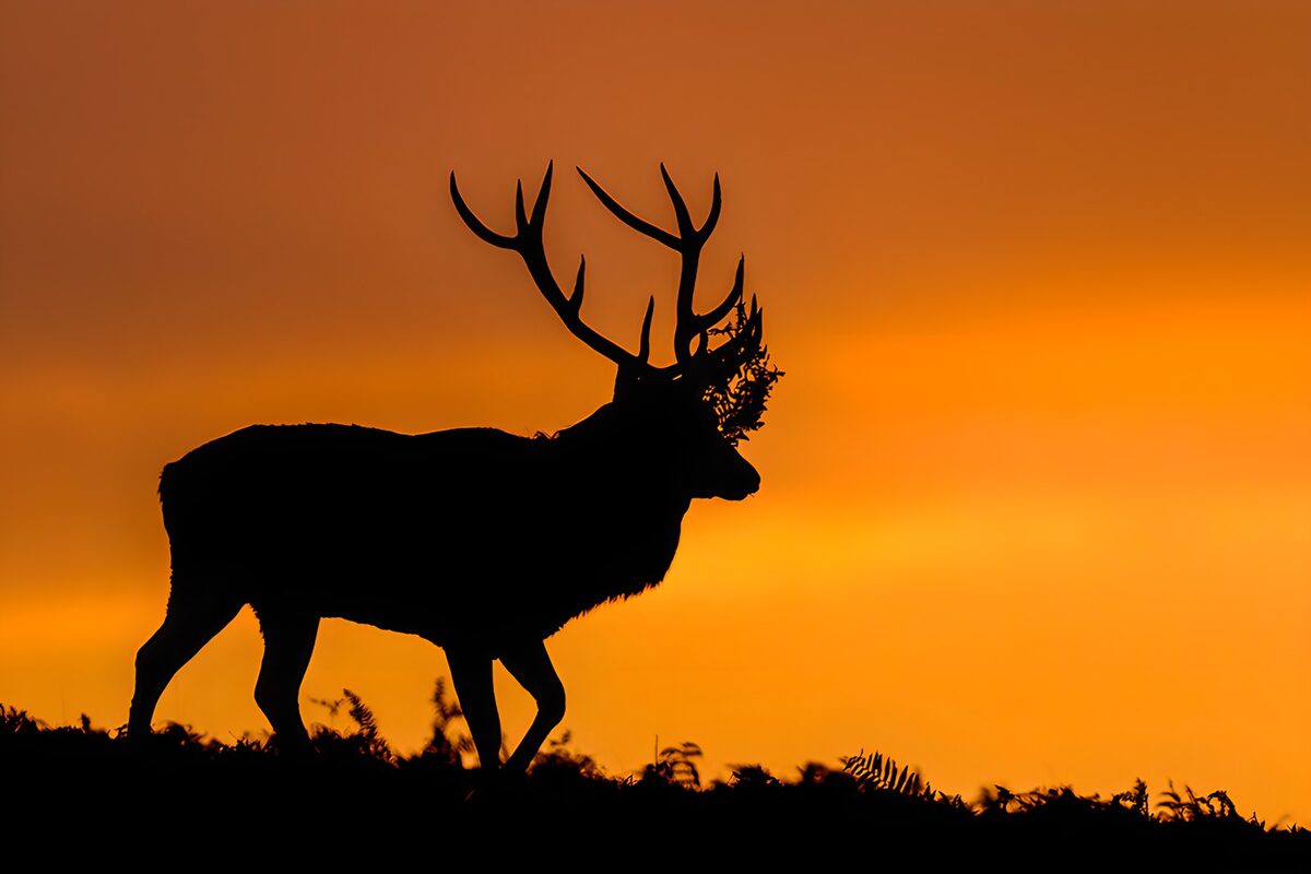 Hirschsilhouette bei Sonnenuntergang