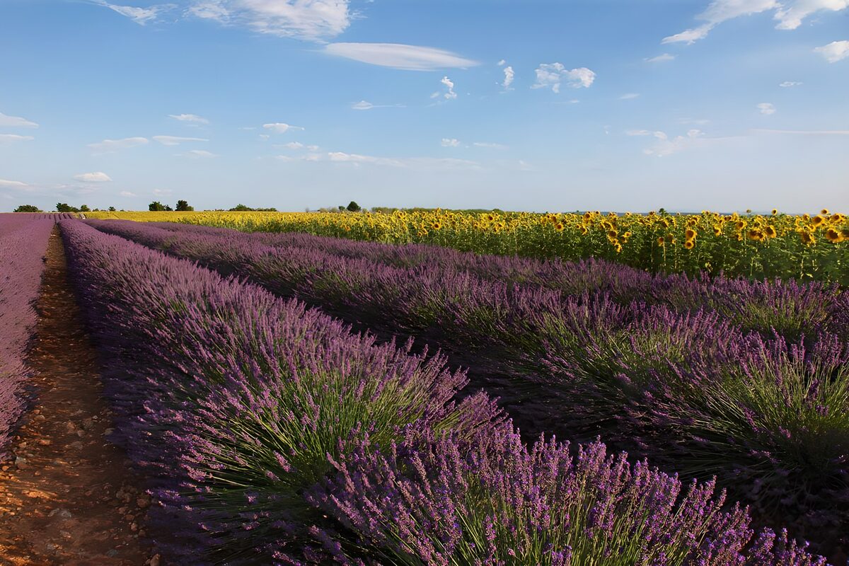 Panorama mit Lavendel und Sonnenblumen