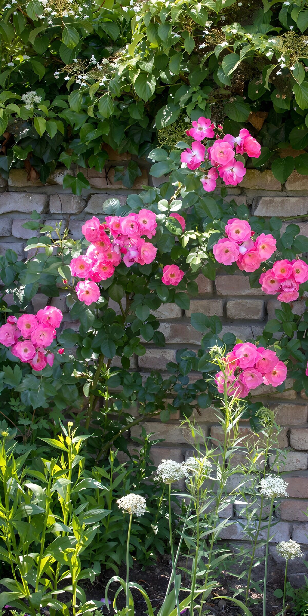 TPDE89093: Blühende rosa Rosen am Mauerwerk