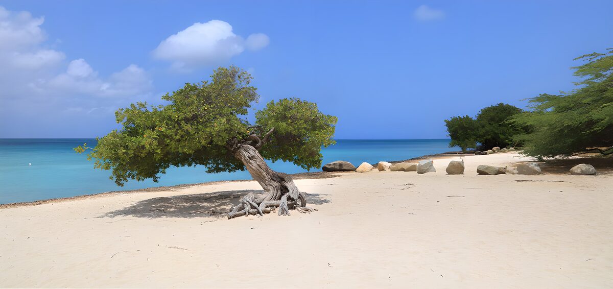 TPDE36229: Einsamer Baum am Strand