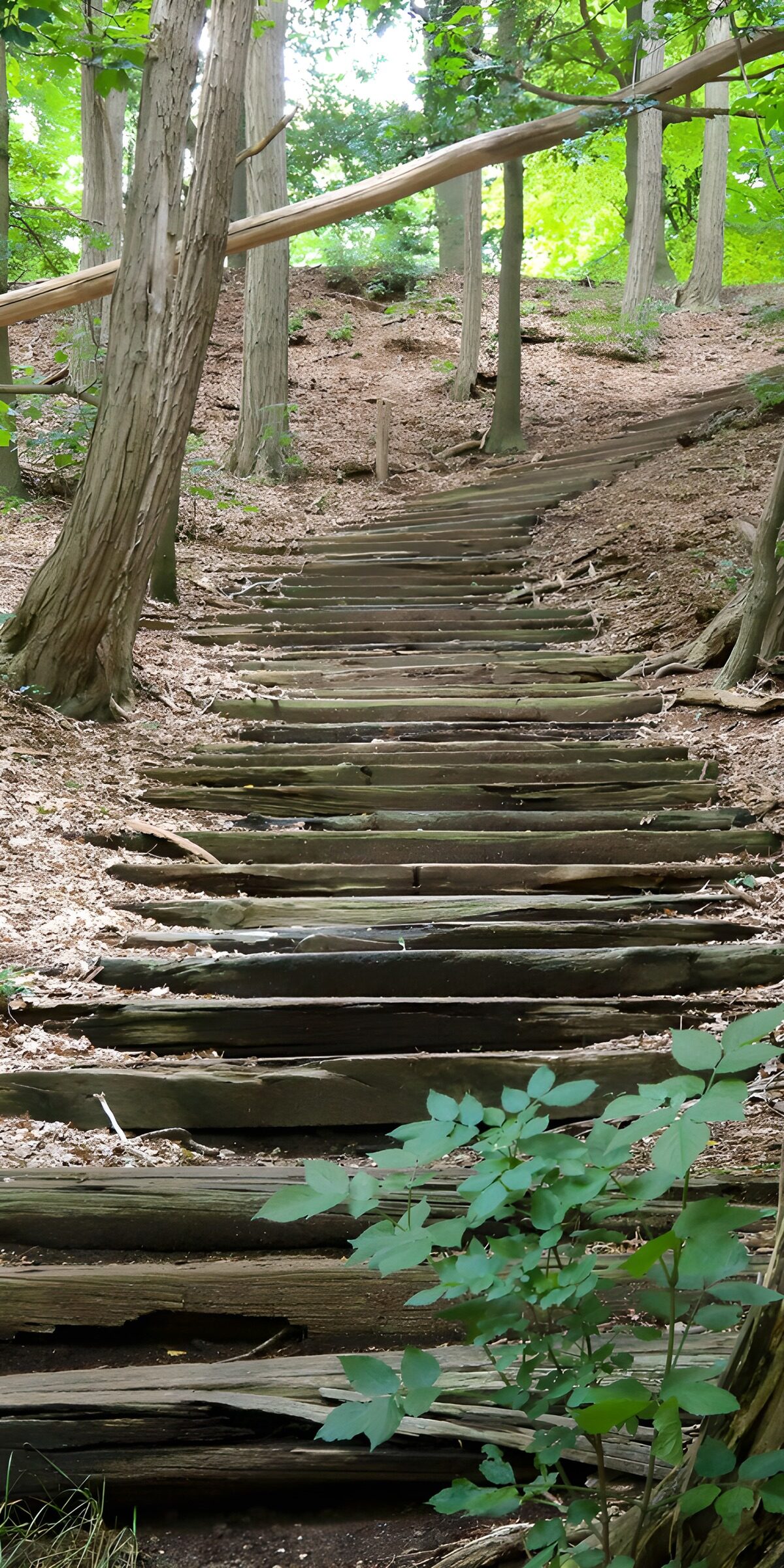 Holzstufen im Wald