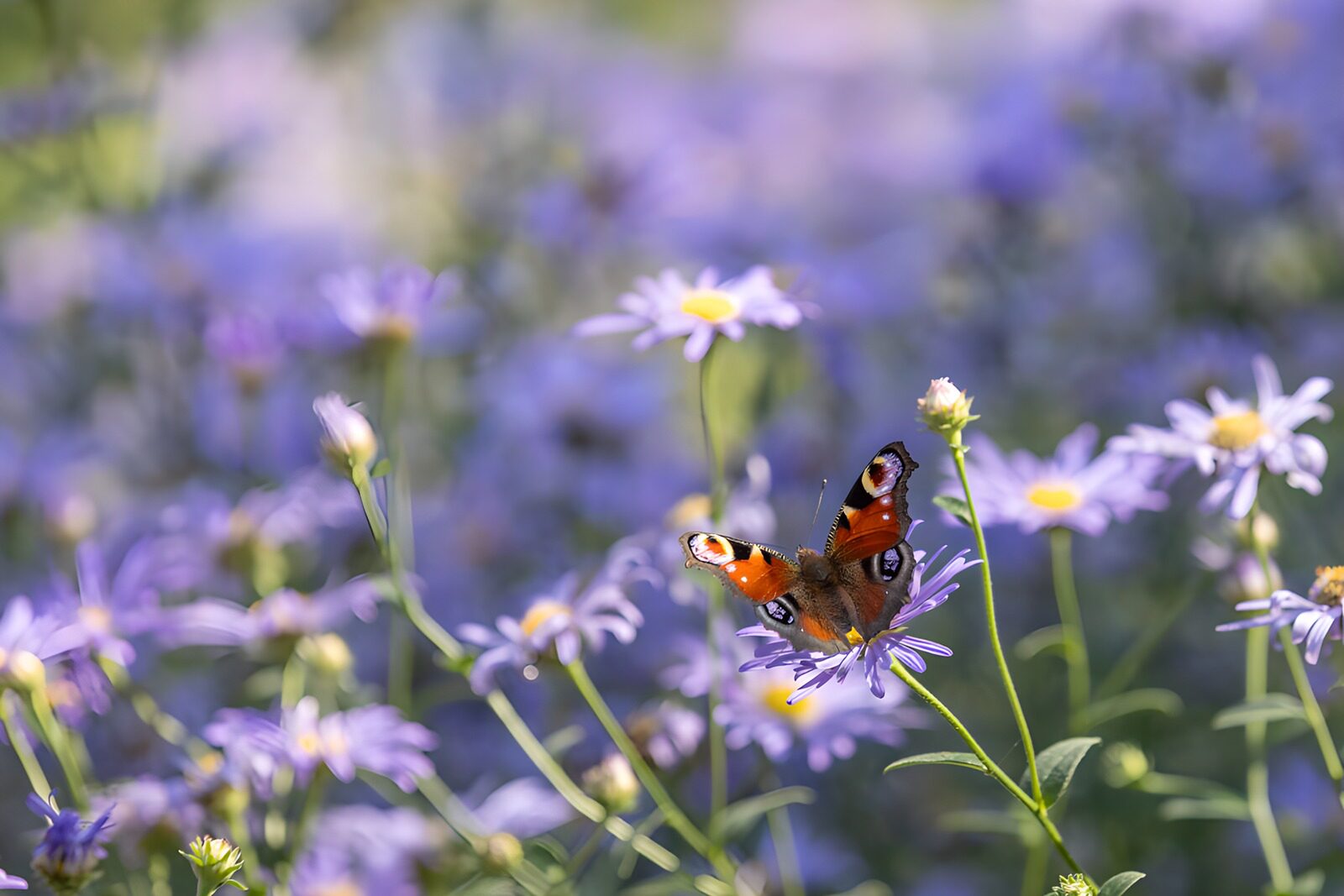 TPDE78592: Schmetterling auf blühenden Wiesenblumen