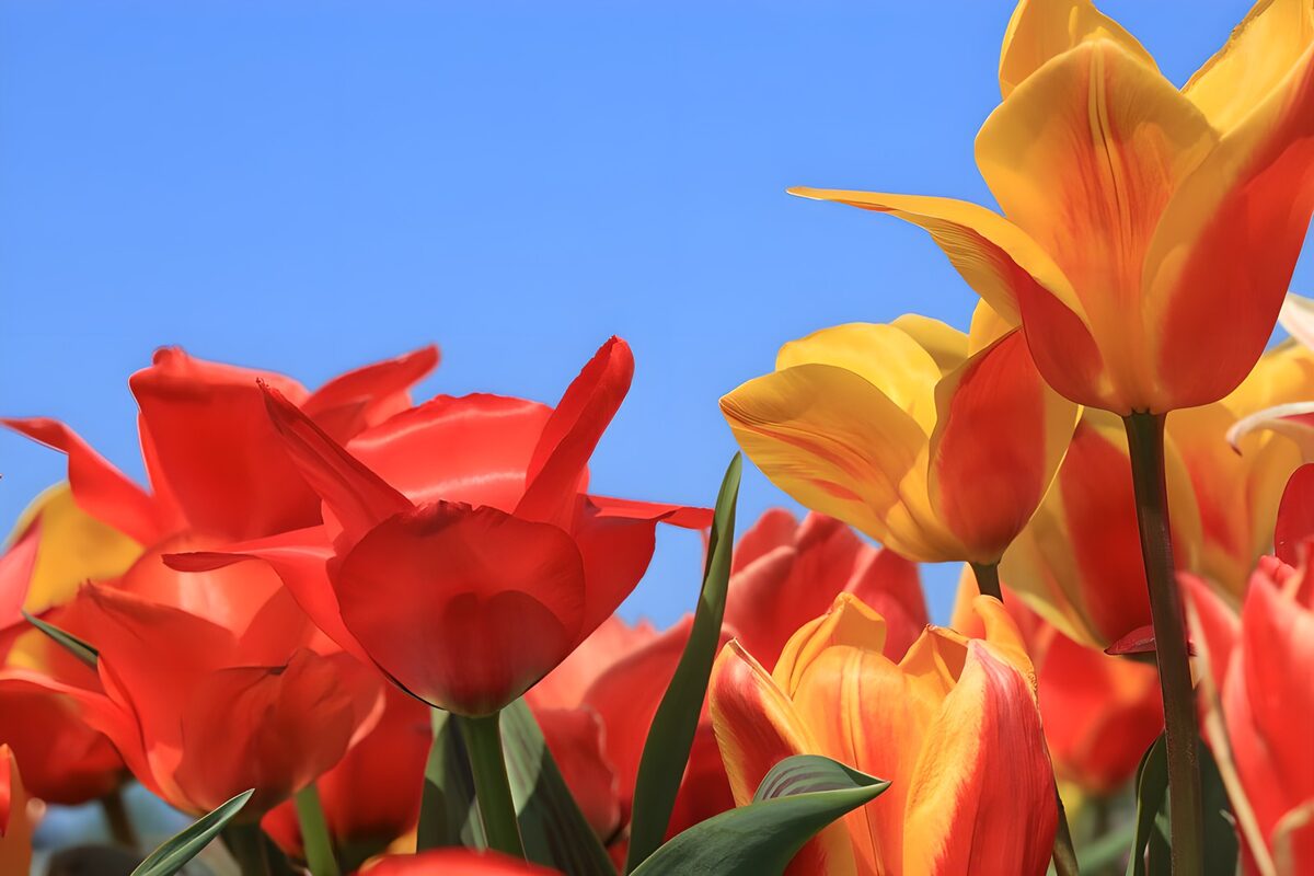 TPDE83402:  Tulpenarten durcheinander