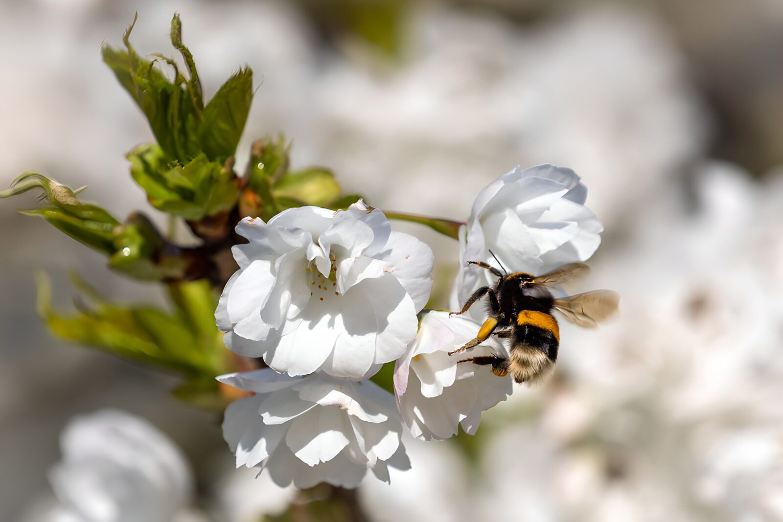 TPDE84547: Biene auf blühender Kirschblüte