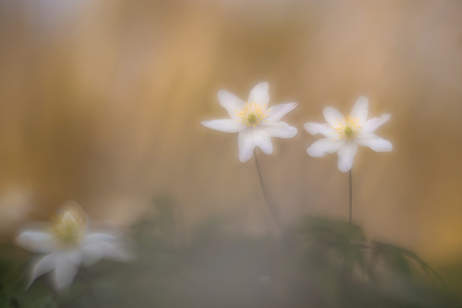 TPDE70439: Zarte weiße Blumen im Morgenlicht