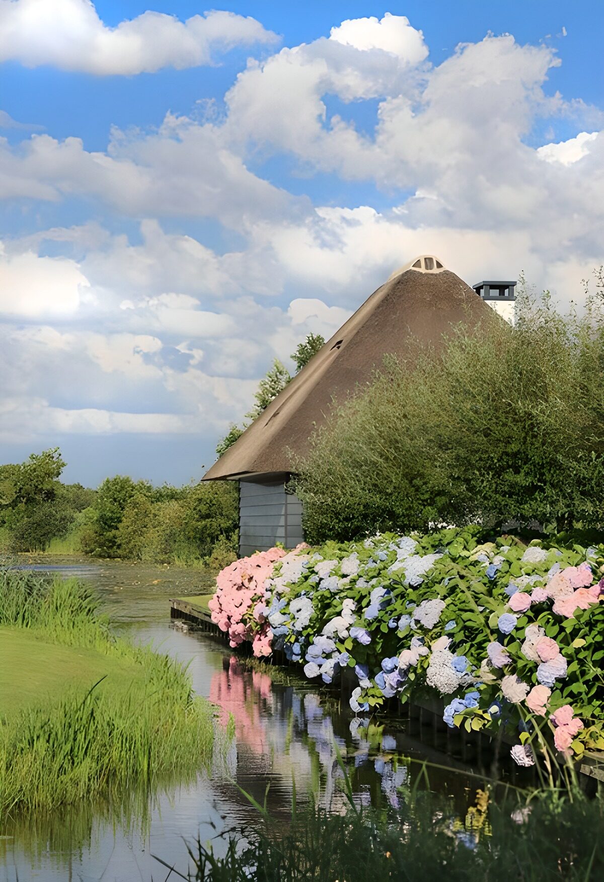 TPDE37437: Hortensien an den Loosdrechter Plassen entlang