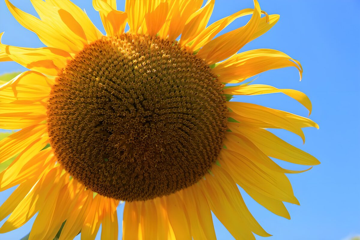 der König der Sonnenblumen