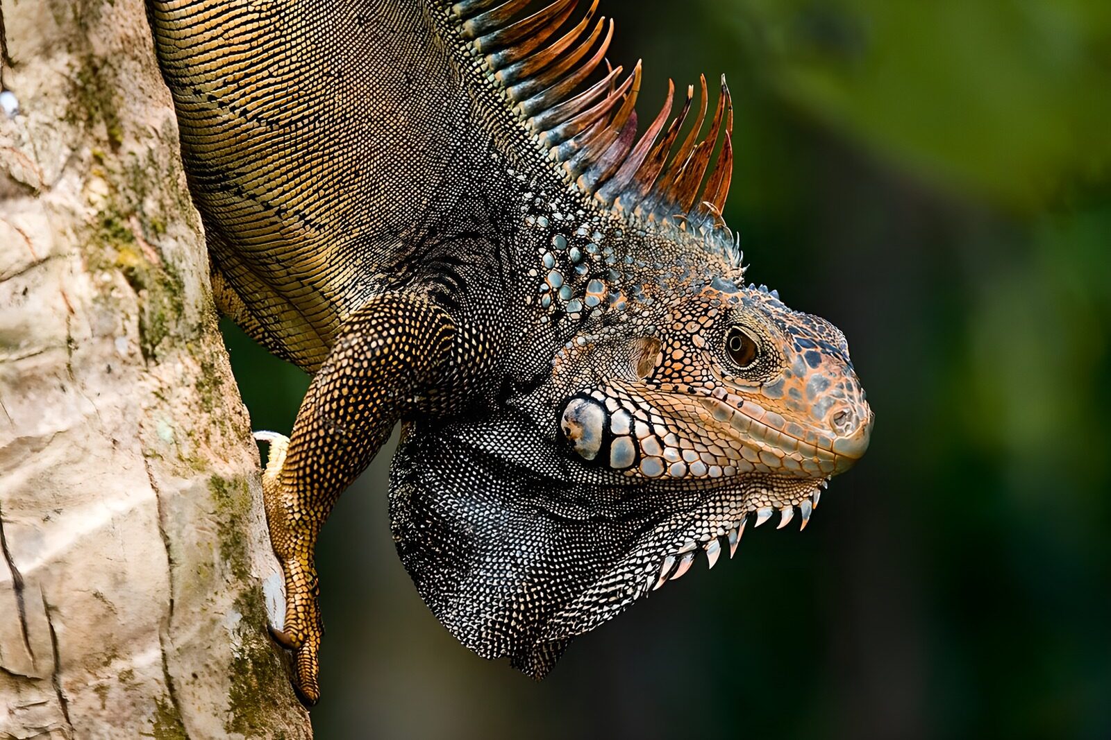 TPDE86266: Komodowaran an einem Baum