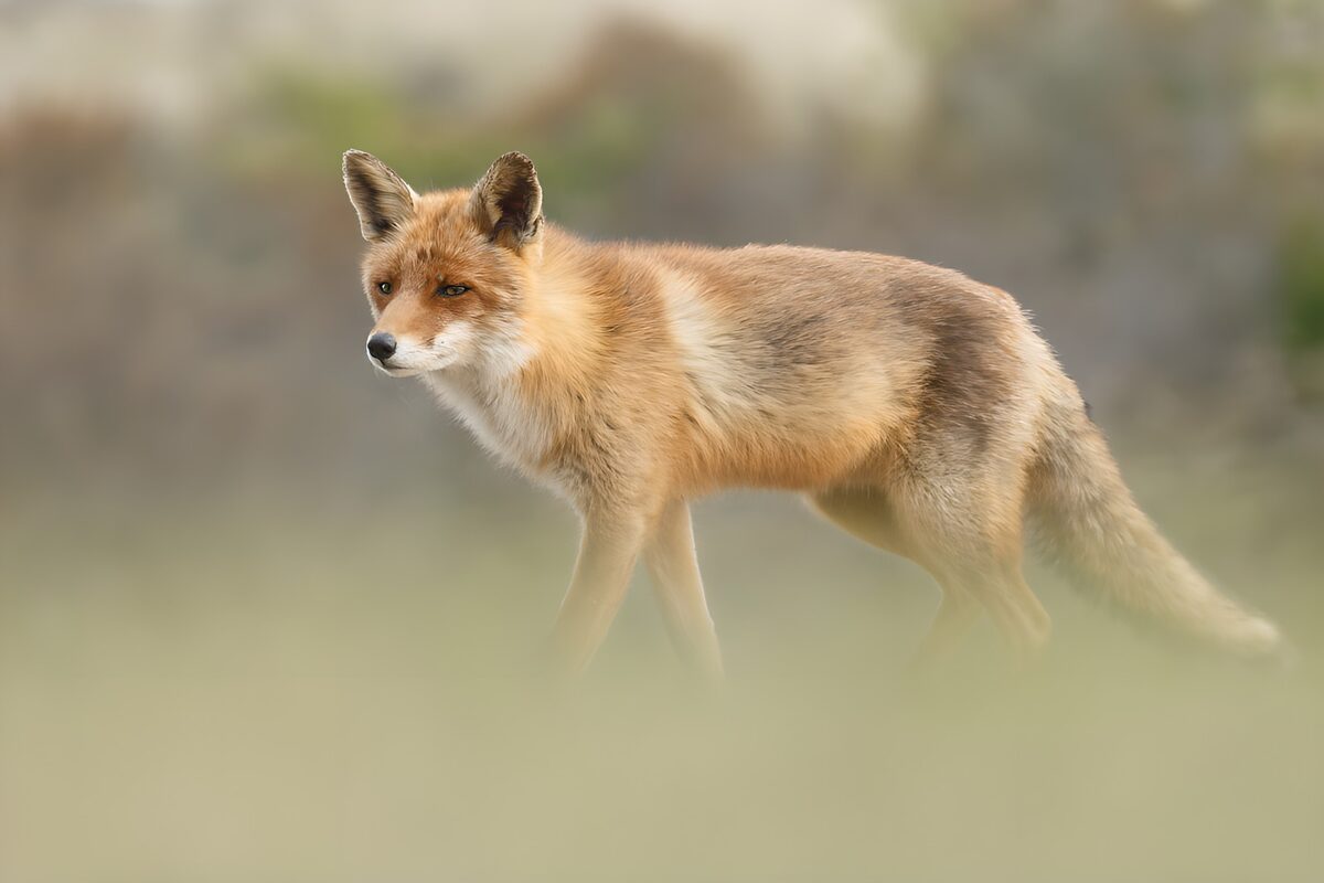 TPDE45024: Ein schüchterner Fuchs im Gras