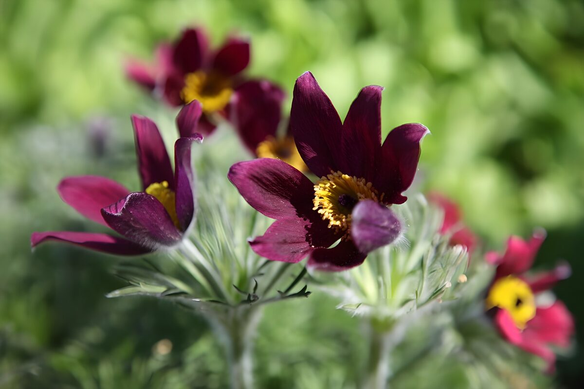 TPDE80667: dunkel-lila Blumen im Wind