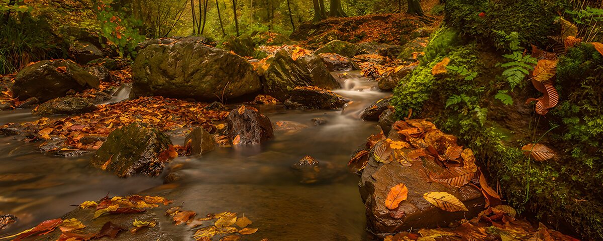 TPDE35515: Herbstlicher Fluss mit buntem Laub