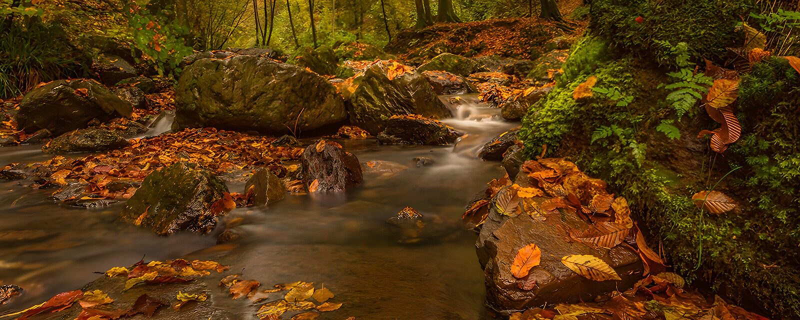 TPDE35515: Herbstlicher Fluss mit buntem Laub