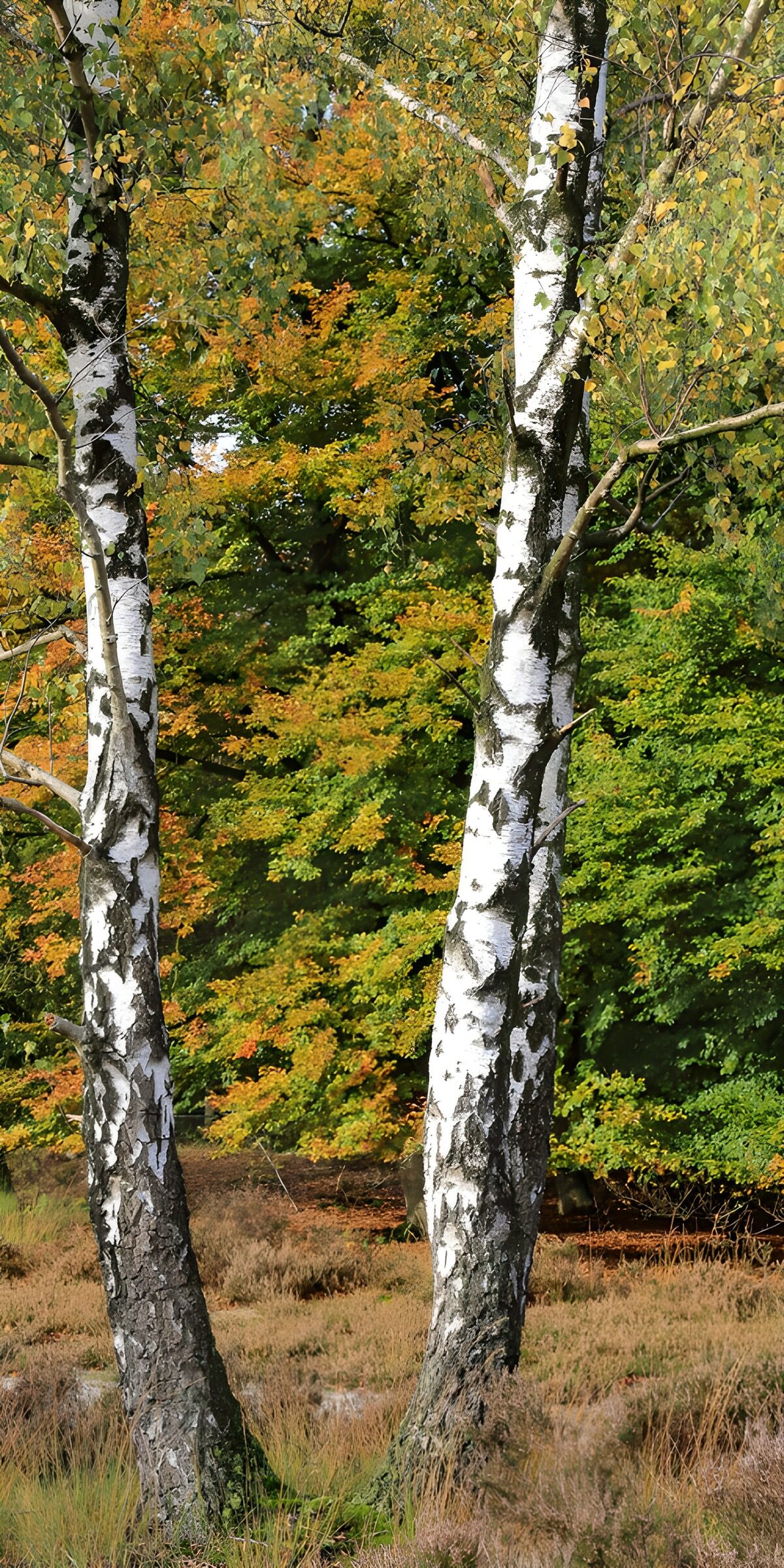 TPDE38220: Birken im Herbst