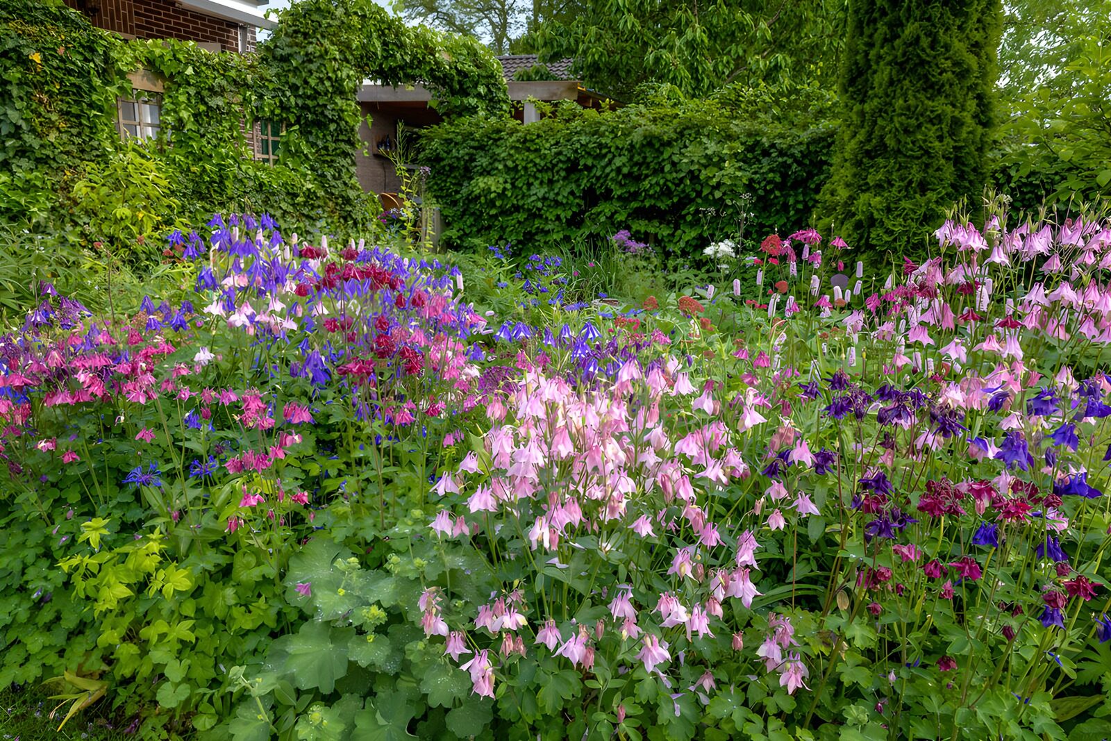 TPDE29904: Bunte Blumen im Garten