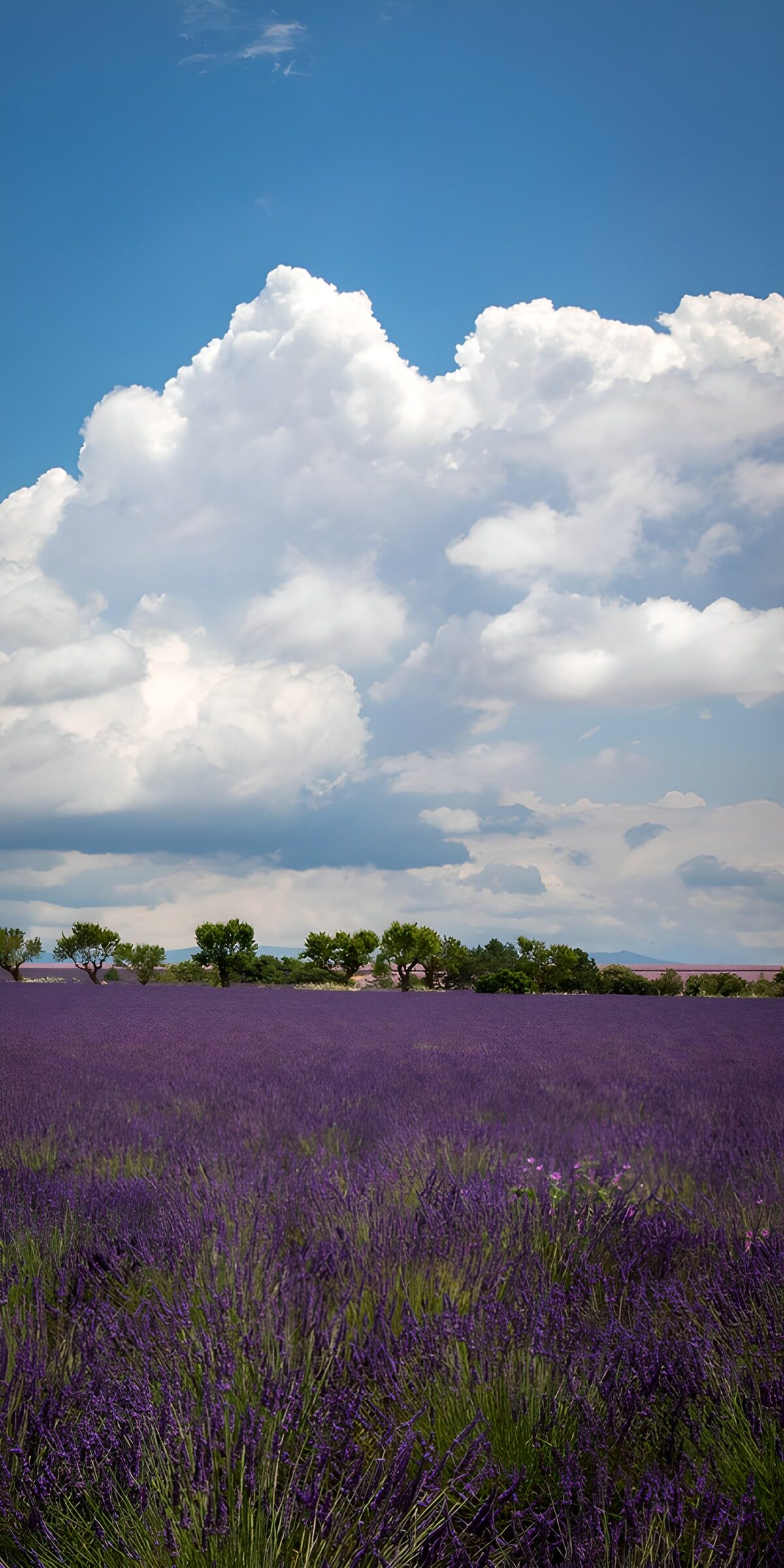 TPDE92113: Lavendelfeld unter einem blauen Himmel
