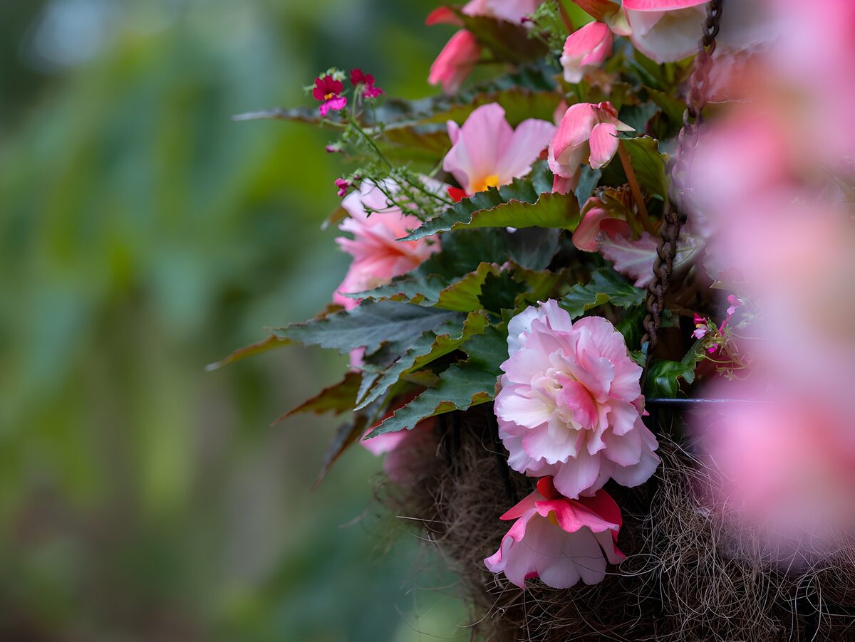 TPDE38839: Rosa Hängebegonien