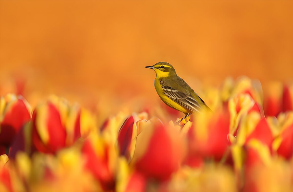 TPDE78910: Singender Vogel zwischen bunten Tulpen